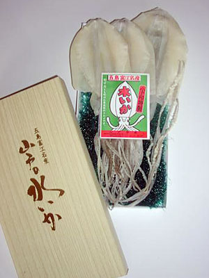 山戸の水イカ(アオリイカ)するめ