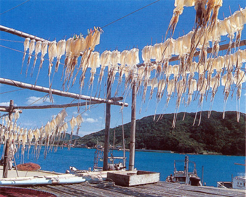 山戸の水いか(アオリイカ)一夜干し
