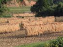 画像: 農家の方がこっそり食べている掛け干し米入荷！